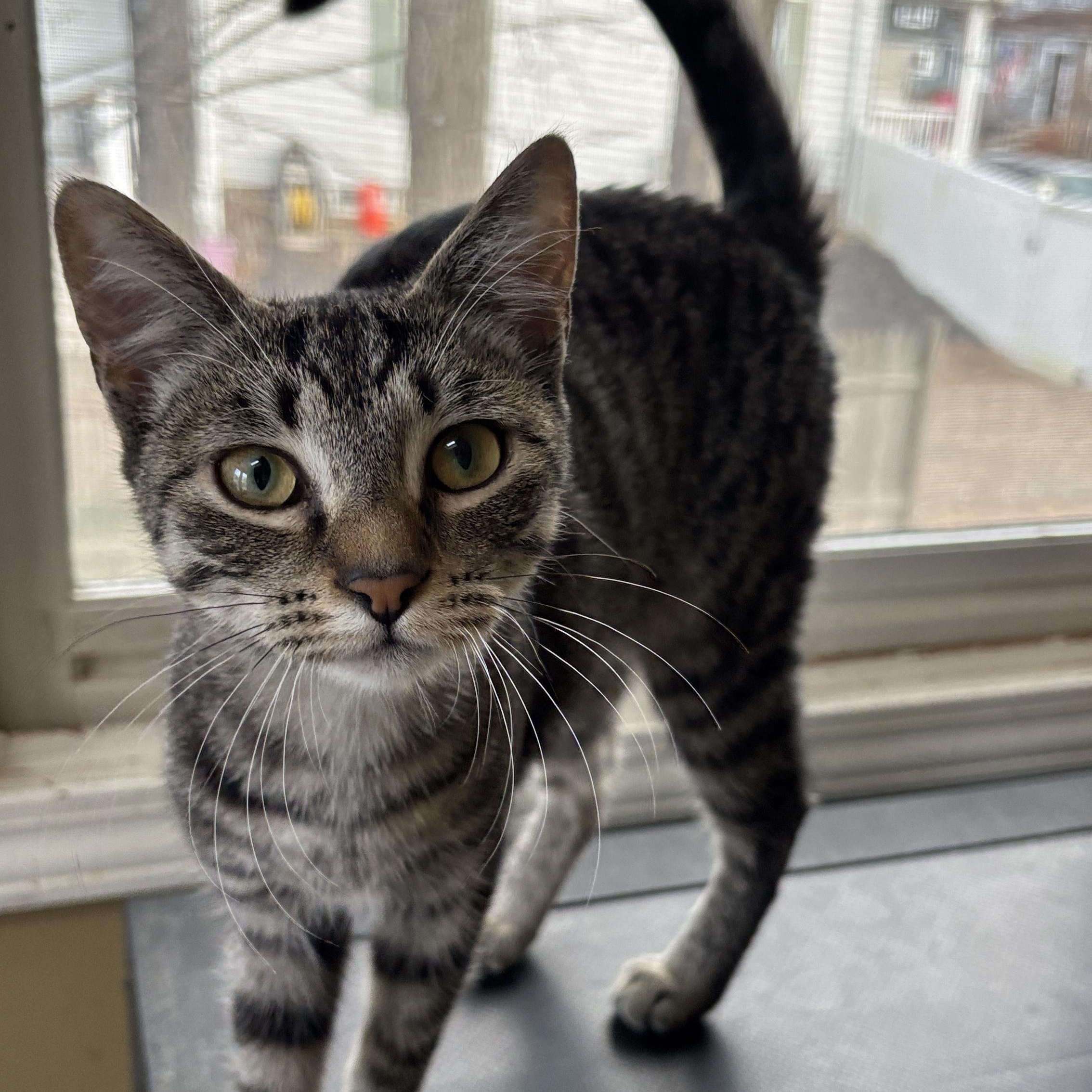 Roo, an adoptable Tabby in Melrose, MA image 3/3