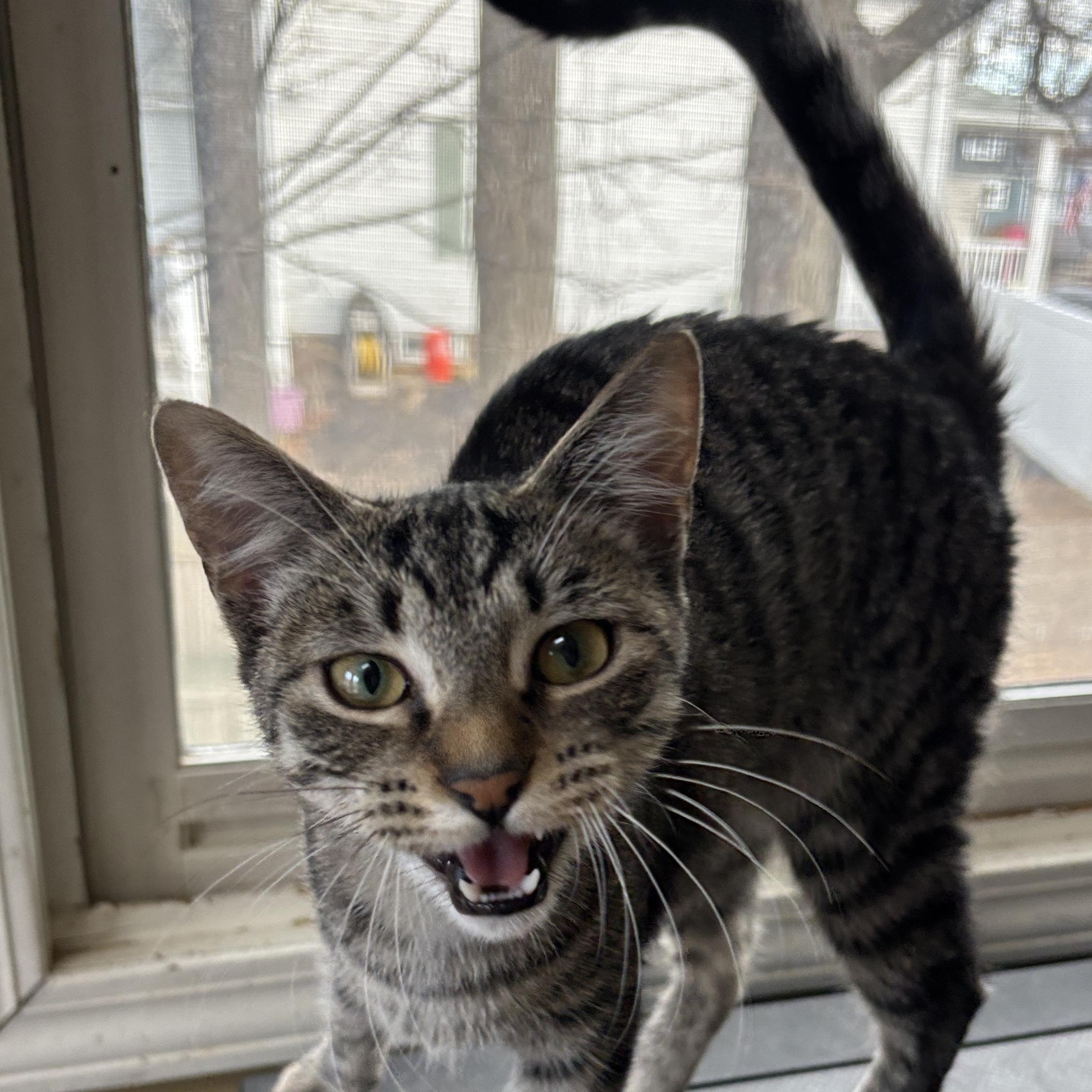 Roo, an adoptable Tabby in Melrose, MA image 2/3