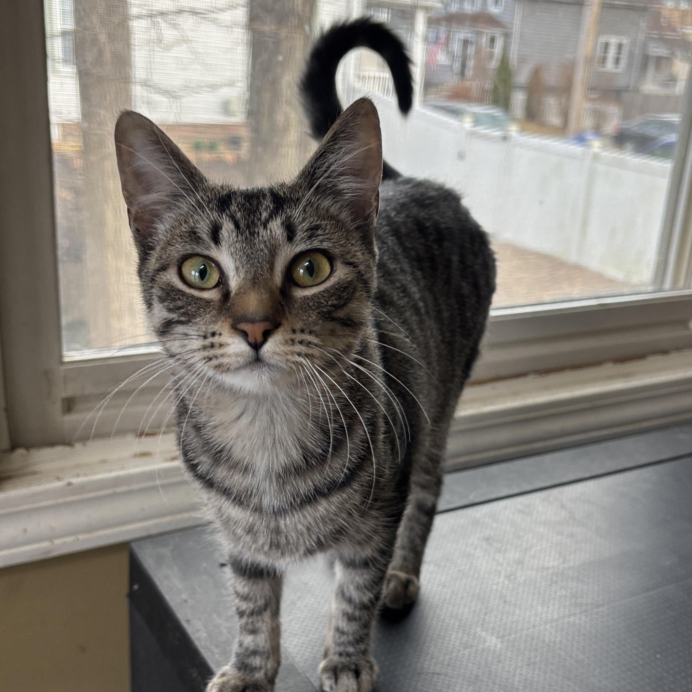 Roo, adoptable, Young Female Tabby.