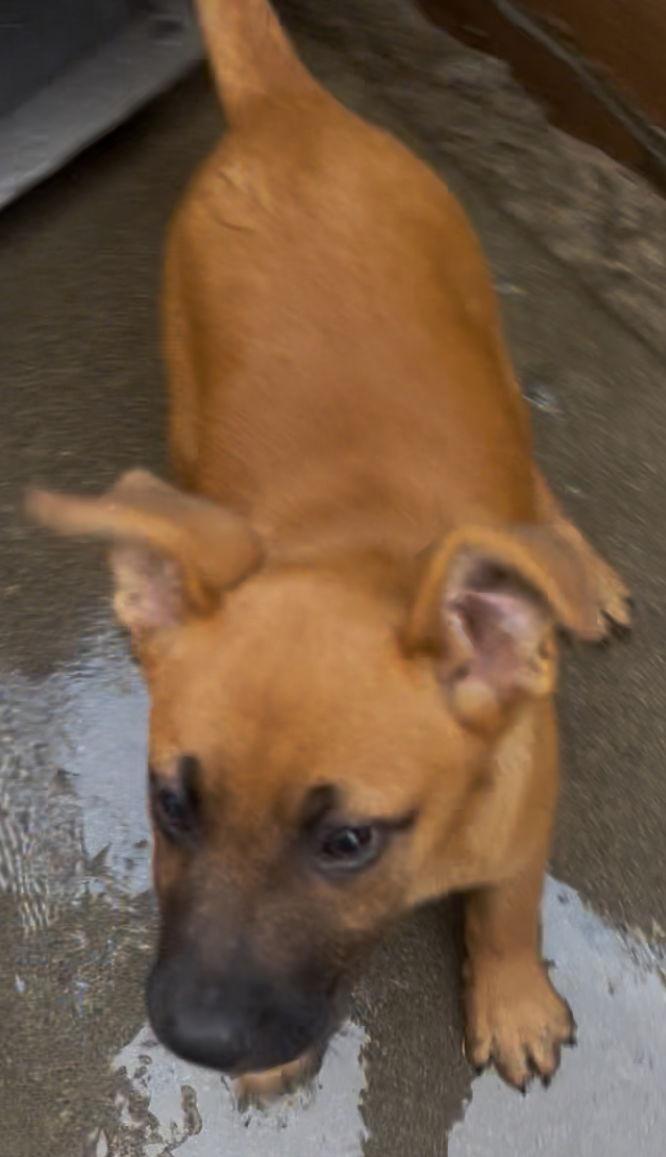 Marcia Marcia, Adopted, Puppy Female German Shepherd Dog & Boxer.