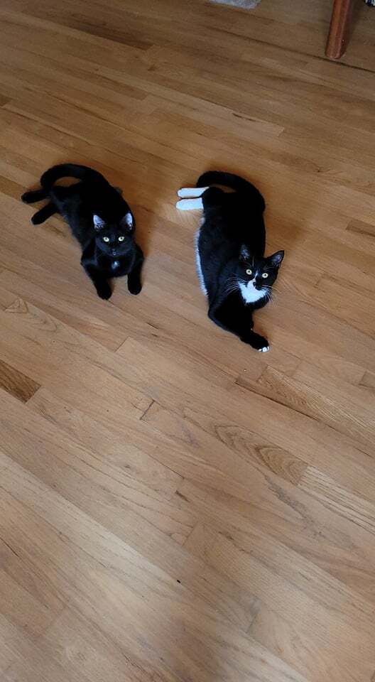 Enlarge Monica - Winder, GA, a Adoptable mixed breed in Athens, GA image 7/11