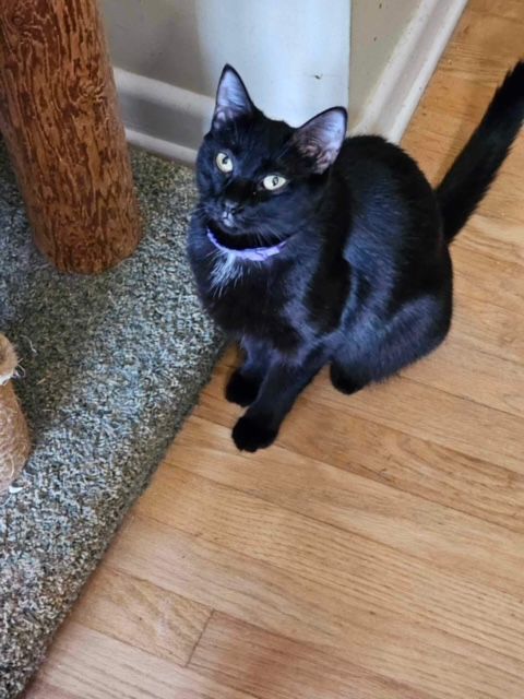 Enlarge Monica - Winder, GA, a Adoptable mixed breed in Athens, GA image 8/11