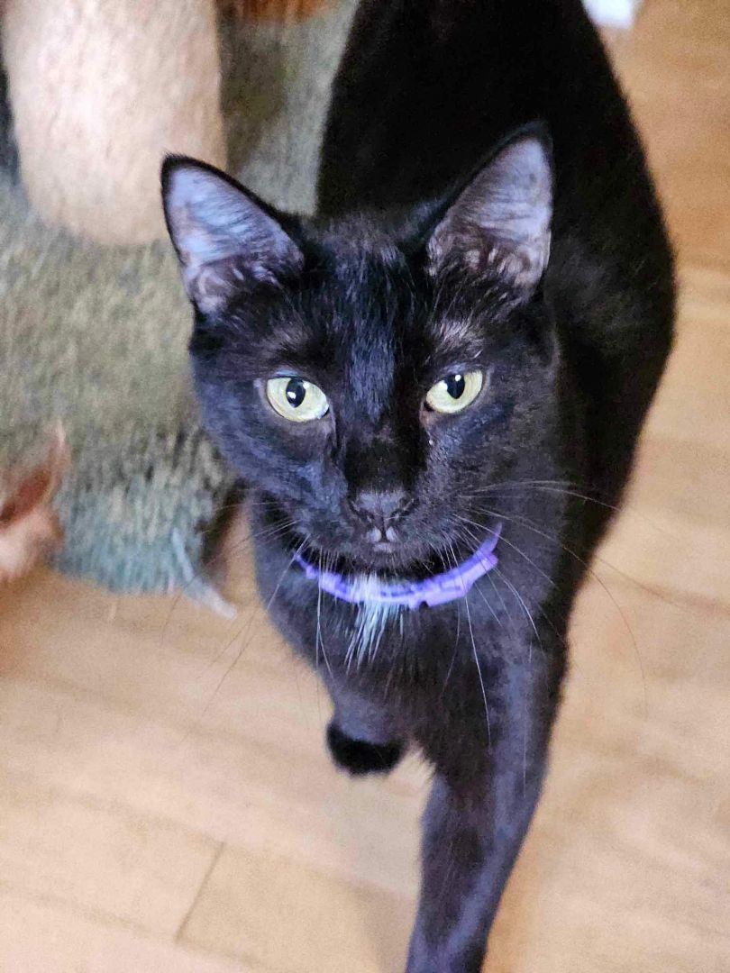 Enlarge Monica - Winder, GA, a Adoptable mixed breed in Athens, GA image 9/11