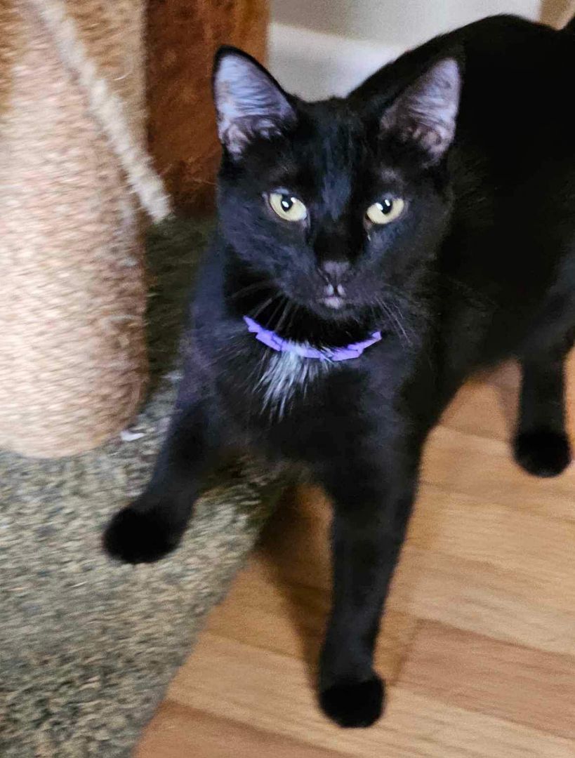 Monica - Winder, GA, Adoptable, Young Female Domestic Short Hair & Bombay.