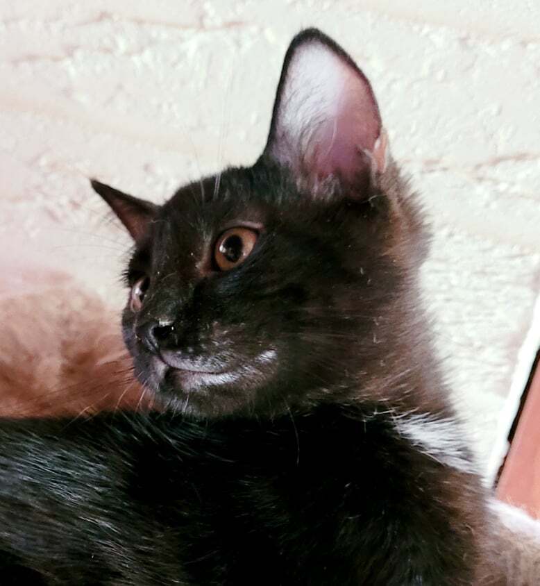 Enlarge Monica - Winder, GA, a Adoptable mixed breed in Athens, GA image 10/11