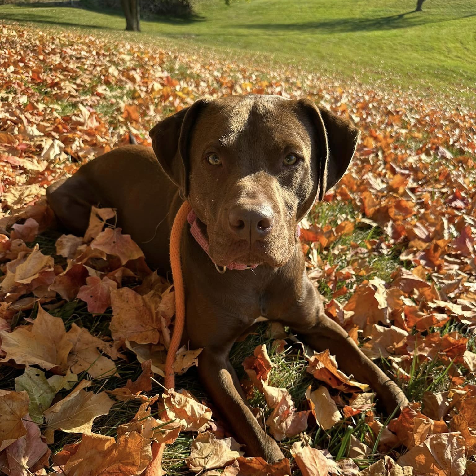 Enlarge Groot, a Adoptable mixed breed in Lake Odessa, MI image 4/5