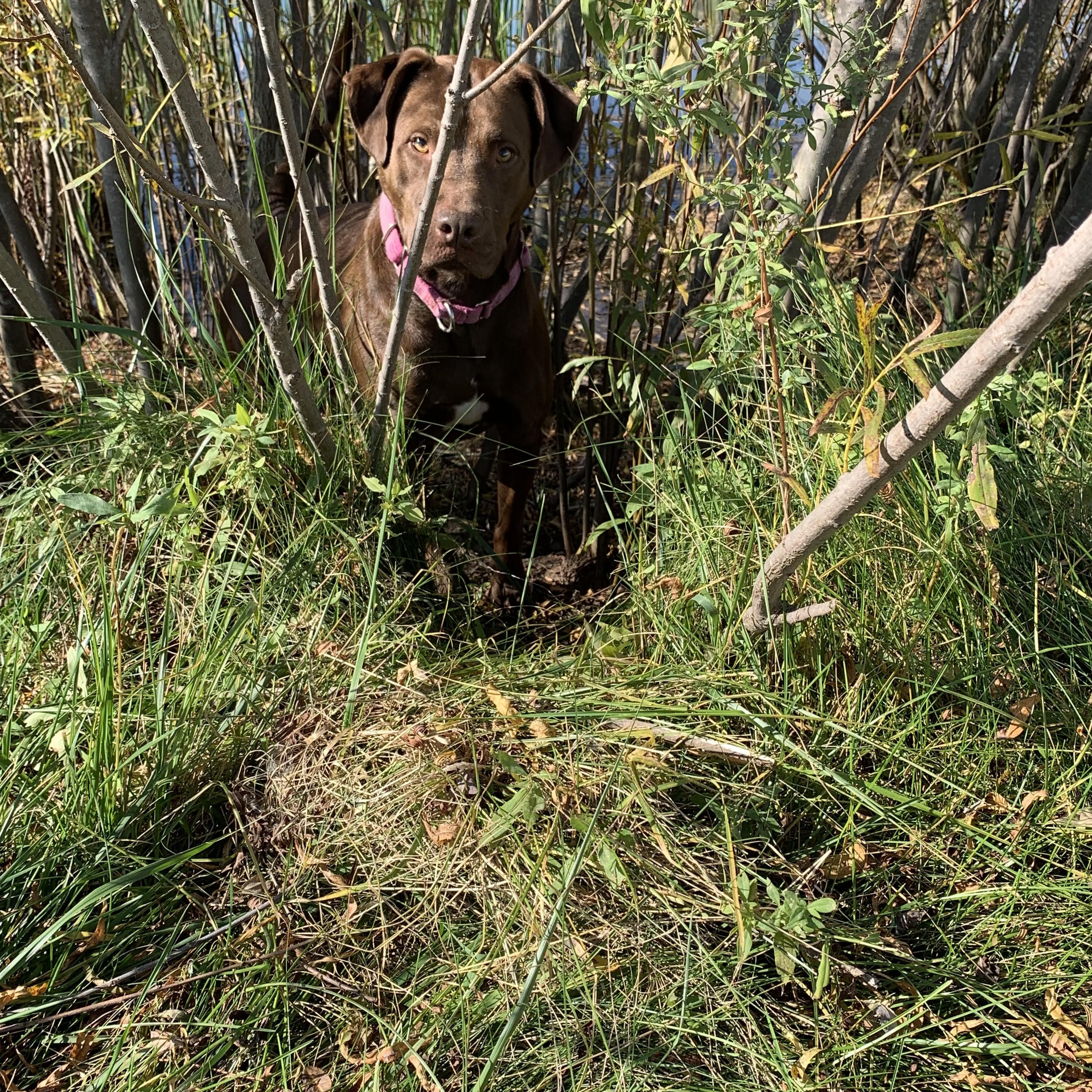 Enlarge Groot, a Adoptable mixed breed in Lake Odessa, MI image 1/5