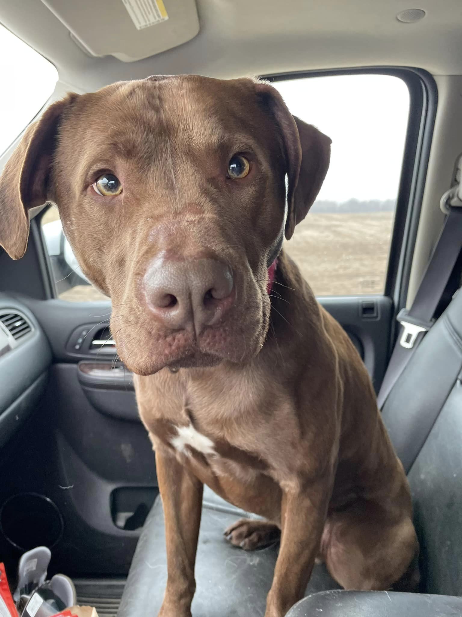 Enlarge Groot, a Adoptable mixed breed in Lake Odessa, MI image 2/5