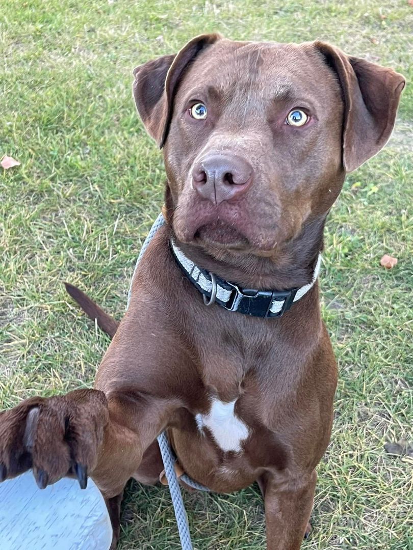 Enlarge Groot, a Adoptable mixed breed in Lake Odessa, MI image 5/5