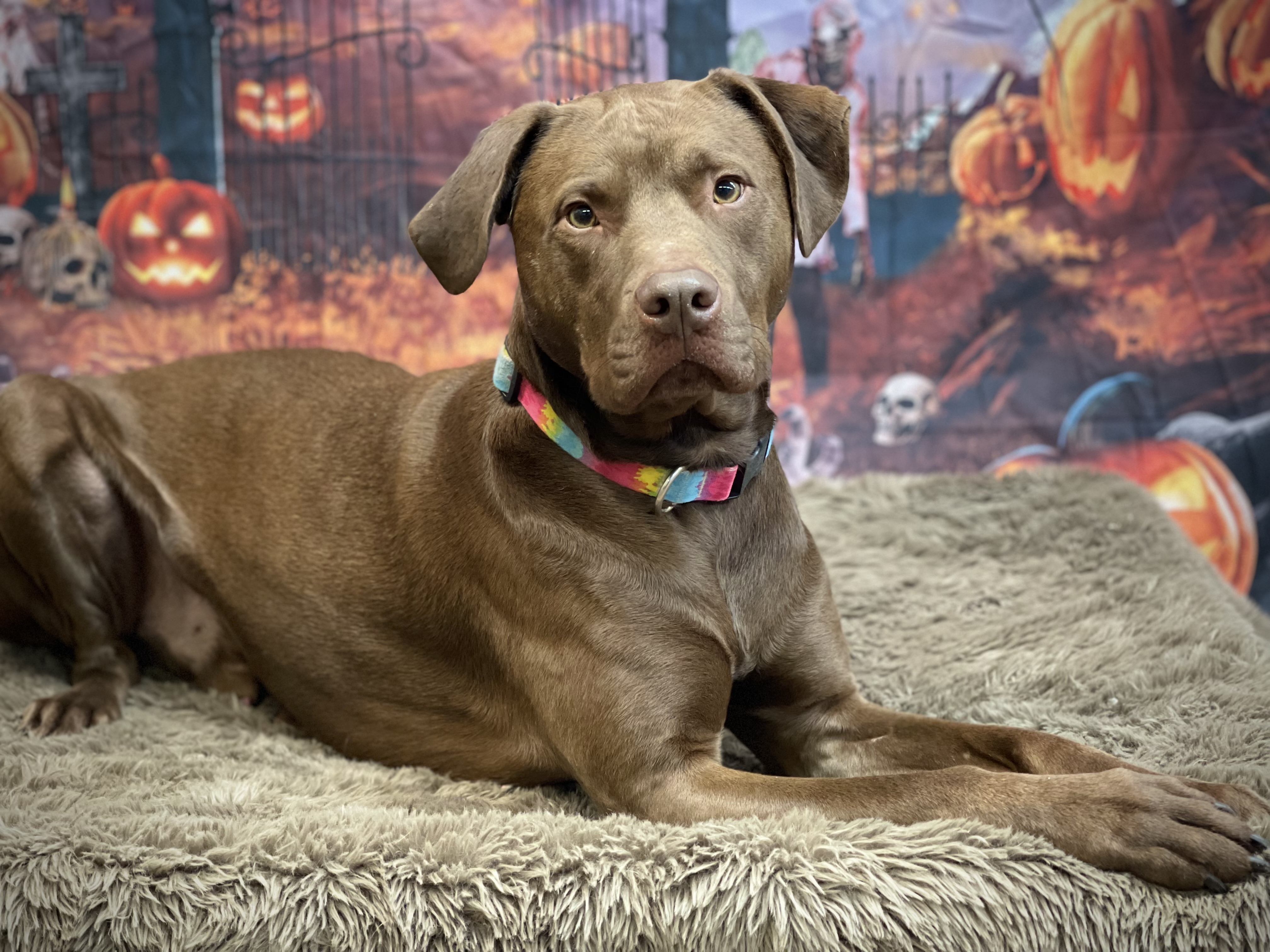Enlarge Groot, a Adoptable mixed breed in Lake Odessa, MI image 3/5