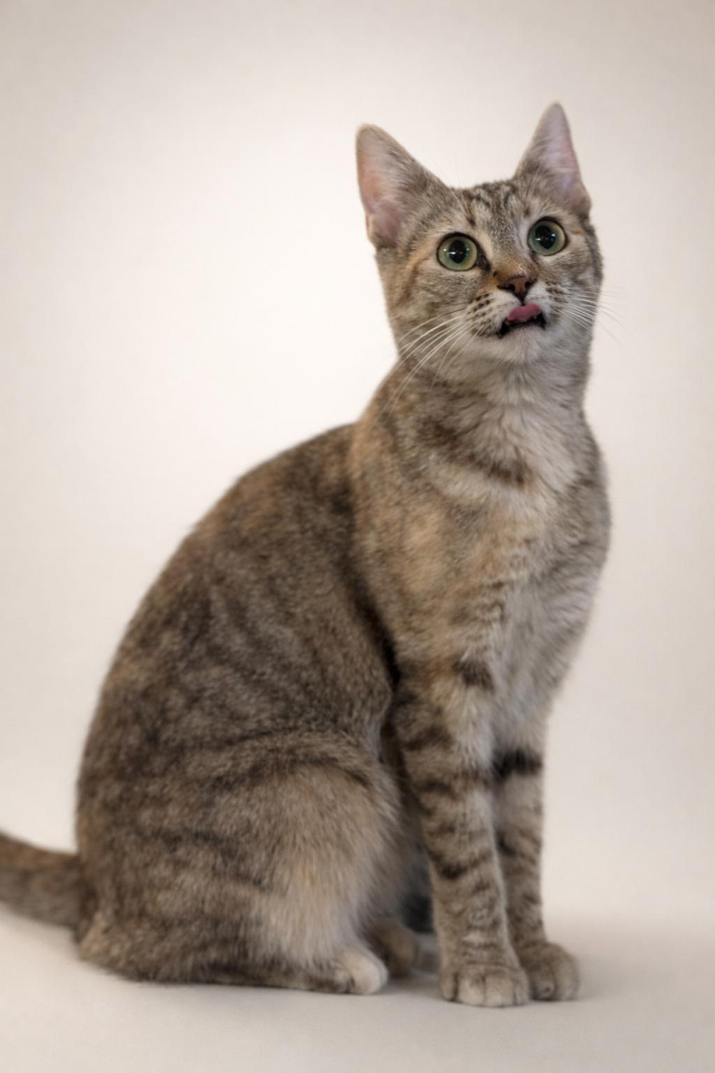 Enlarge Petunia, a ADOPTABLE Domestic Short Hair in Rixeyville, VA image 2/2
