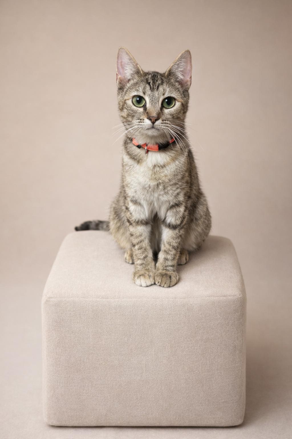 Enlarge Petunia, a ADOPTABLE Domestic Short Hair in Rixeyville, VA image 1/2