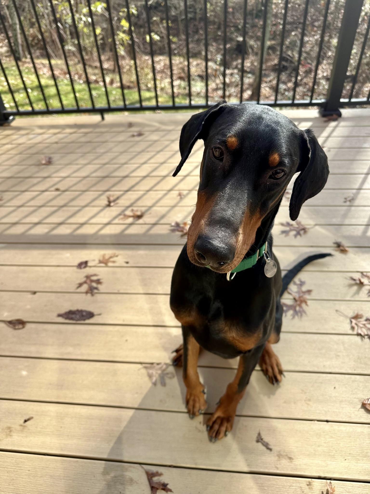 Enlarge King, an adopted Doberman Pinscher in Louisville, KY image 2/3