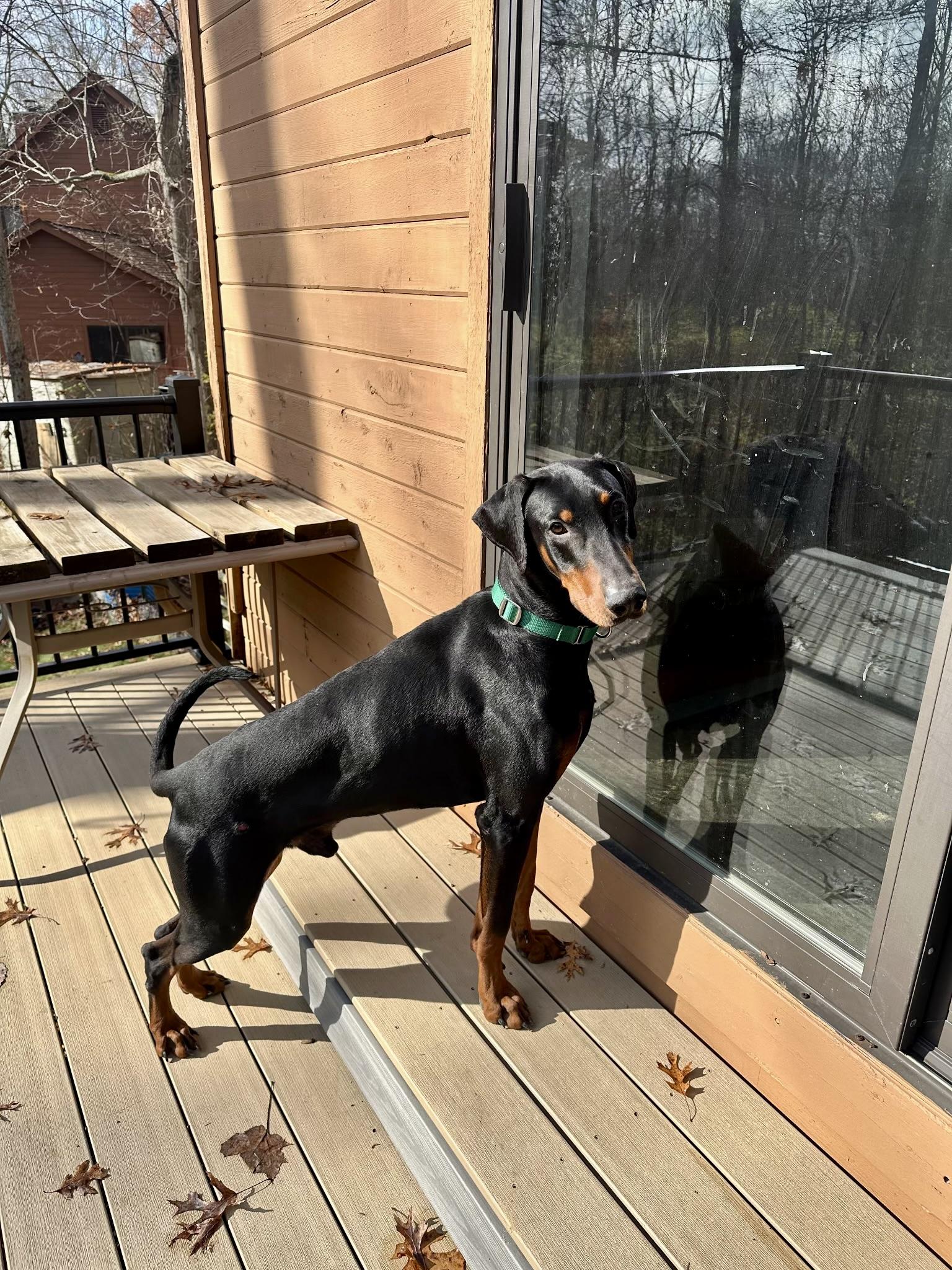 Enlarge King, an adopted Doberman Pinscher in Louisville, KY image 1/3