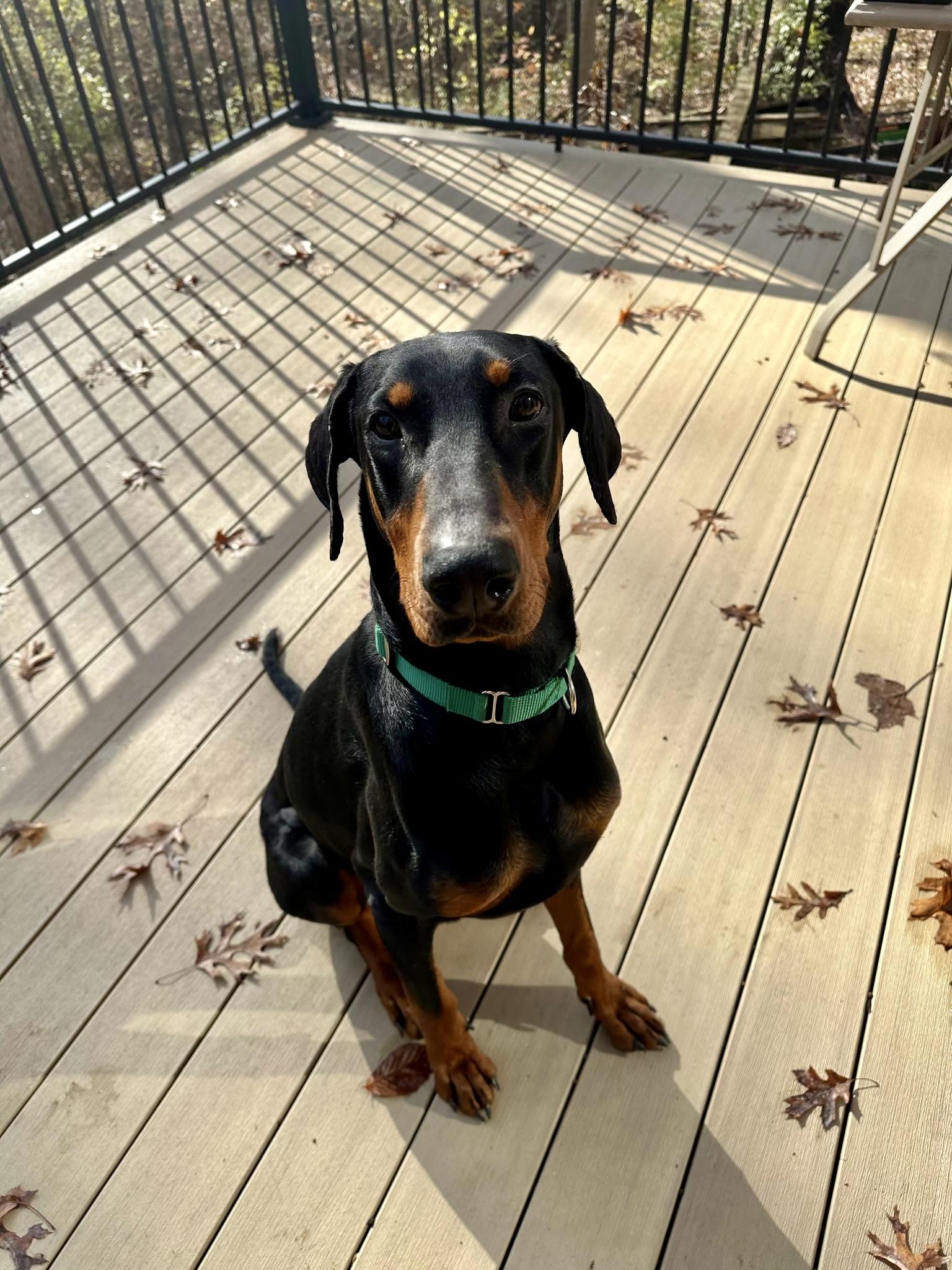 Enlarge King, an adopted Doberman Pinscher in Louisville, KY image 3/3