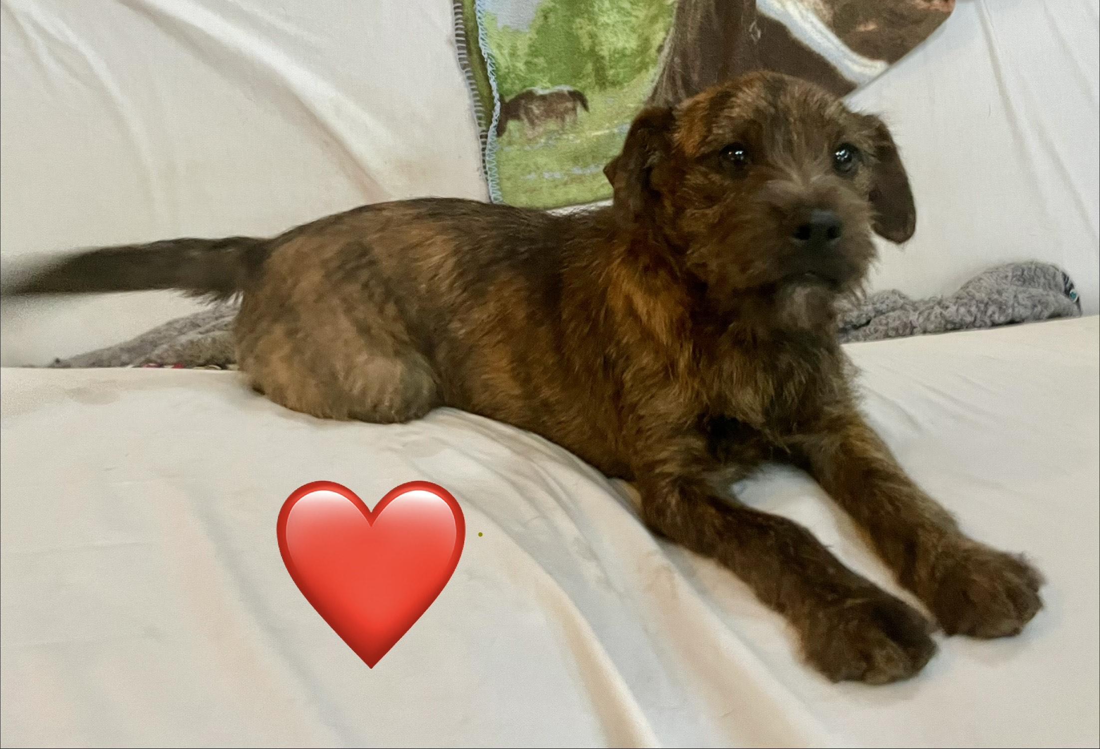 Enlarge Estelle, a ADOPTABLE mixed breed in MORAVIAN FALLS, NC image 2/4