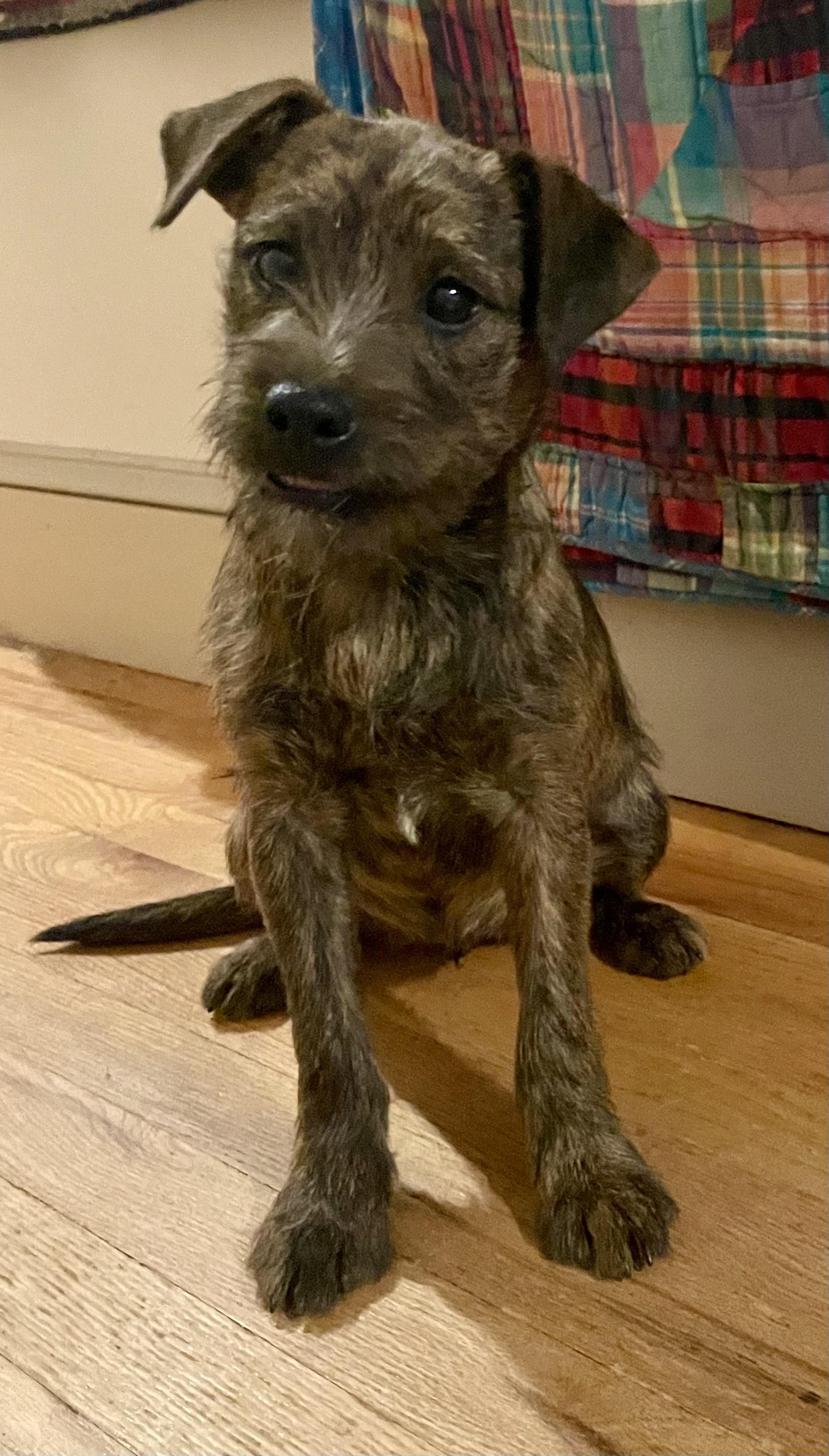Estelle, ADOPTABLE, Young Female Terrier.