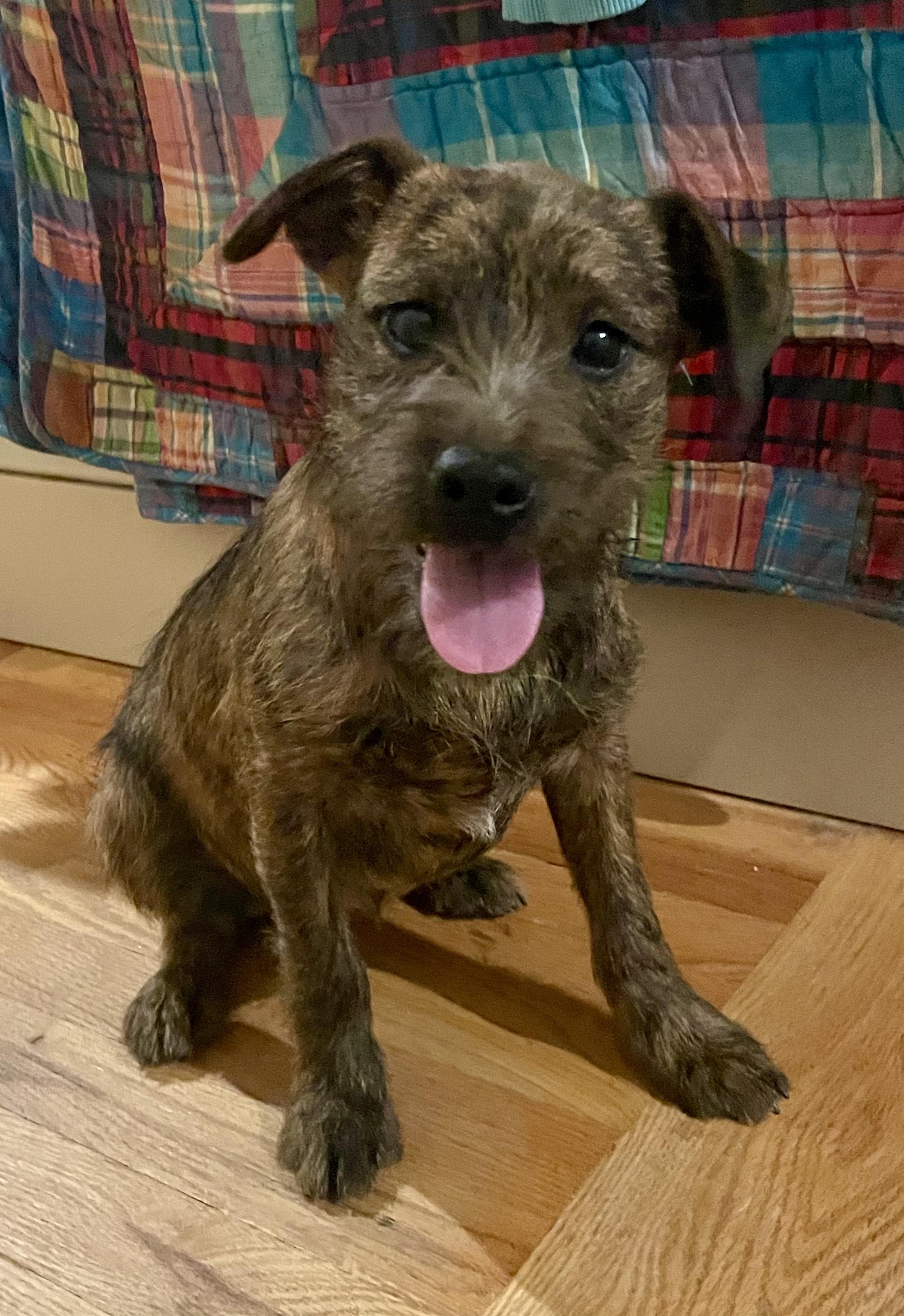 Enlarge Estelle, a ADOPTABLE mixed breed in MORAVIAN FALLS, NC image 3/4