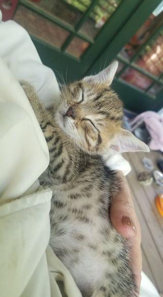 Vixen, a Adopted Domestic Short Hair in Camden, SC image 1/3