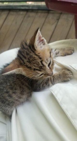 Vixen, a Adopted Domestic Short Hair in Camden, SC image 2/3