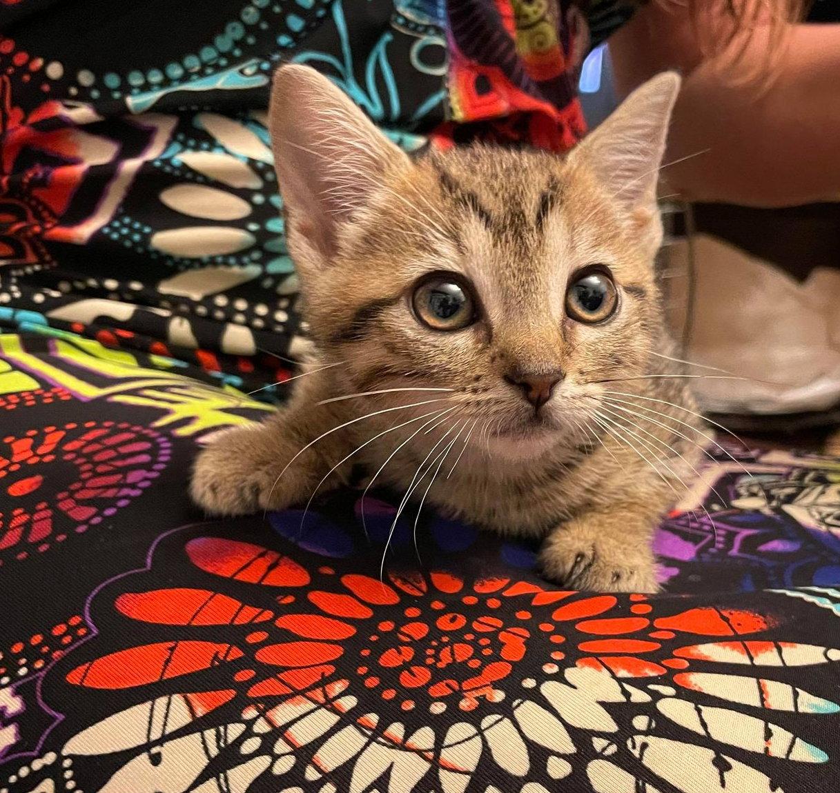 Vixen, a Adopted Domestic Short Hair in Camden, SC image 3/3