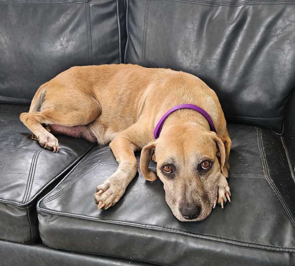 Paula, Adoptable, Senior Female Hound & Black Mouth Cur.