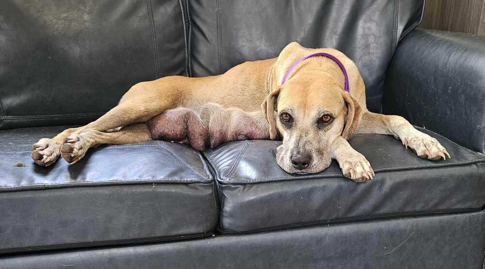 Enlarge Paula, a Adoptable mixed breed in Lakeland, FL image 2/6