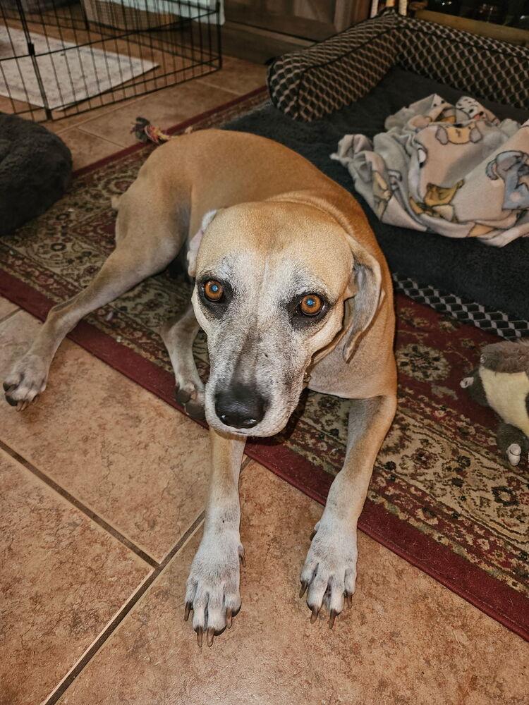 Enlarge Paula, a Adoptable mixed breed in Lakeland, FL image 3/6