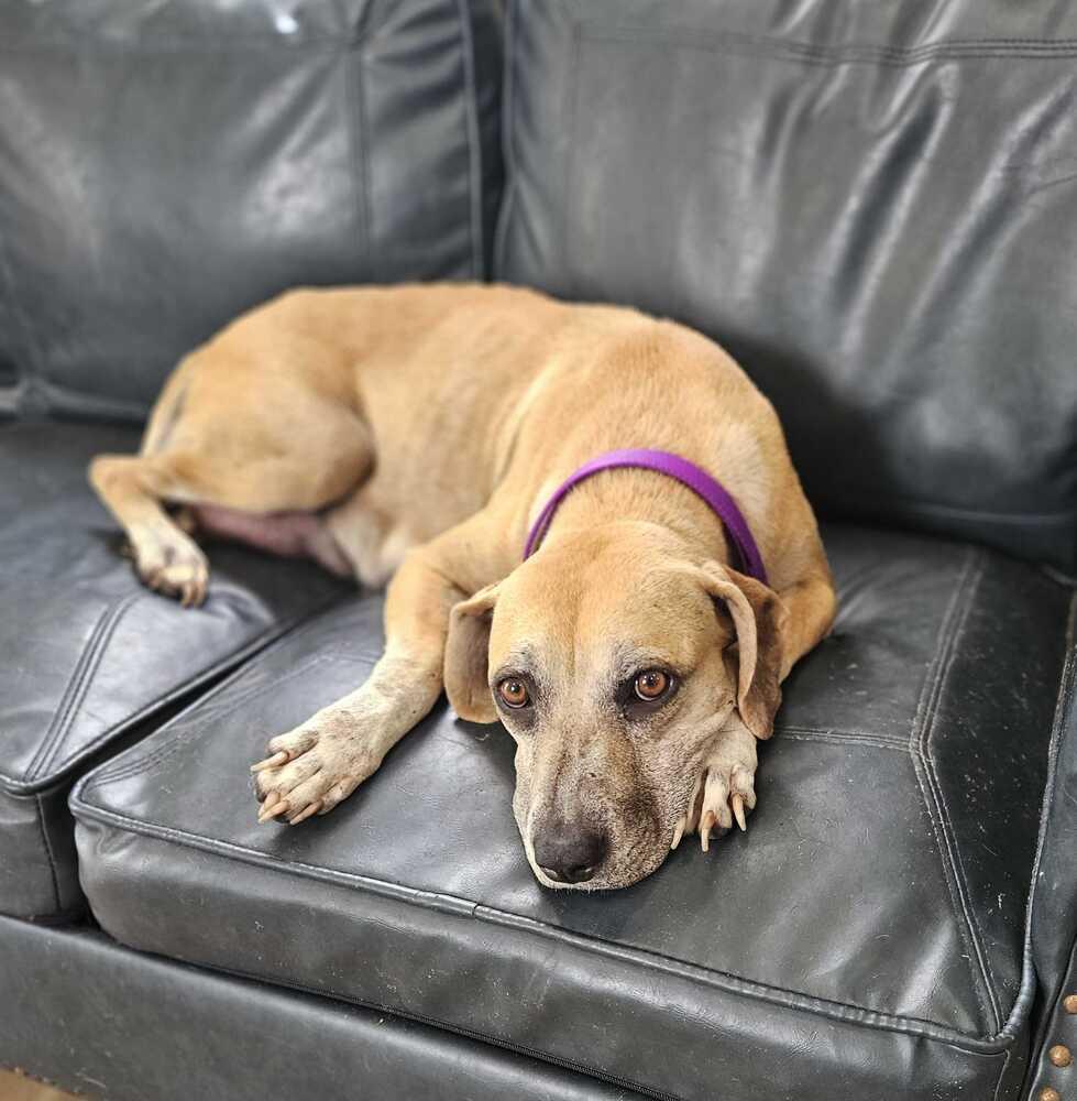 Enlarge Paula, a Adoptable mixed breed in Lakeland, FL image 4/6