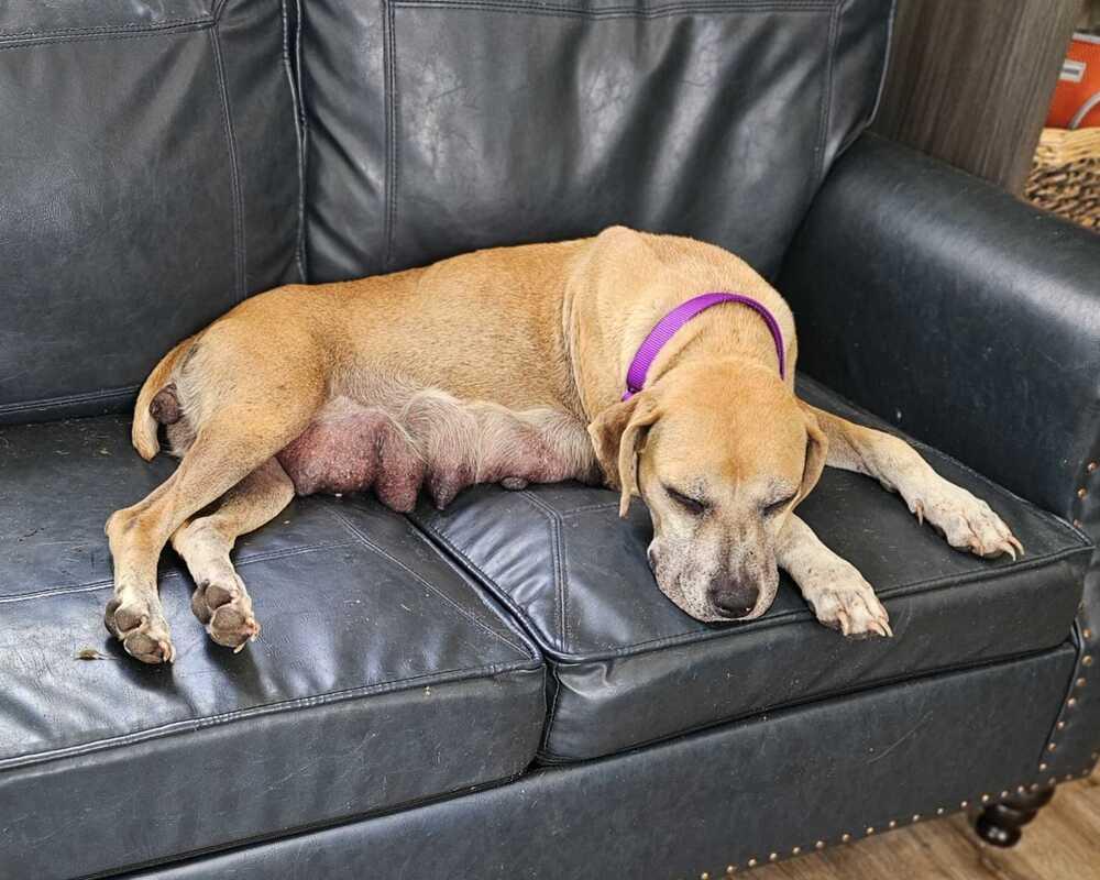 Enlarge Paula, a Adoptable mixed breed in Lakeland, FL image 5/6