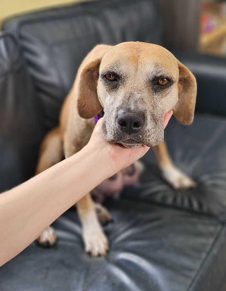 Enlarge Paula, a Adoptable mixed breed in Lakeland, FL image 6/6