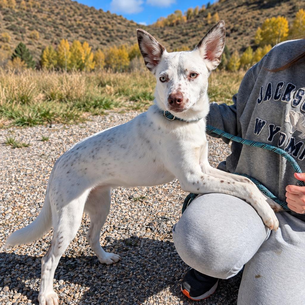 Enlarge Bingo, a Adopted mixed breed in Thayne, WY image 4/5