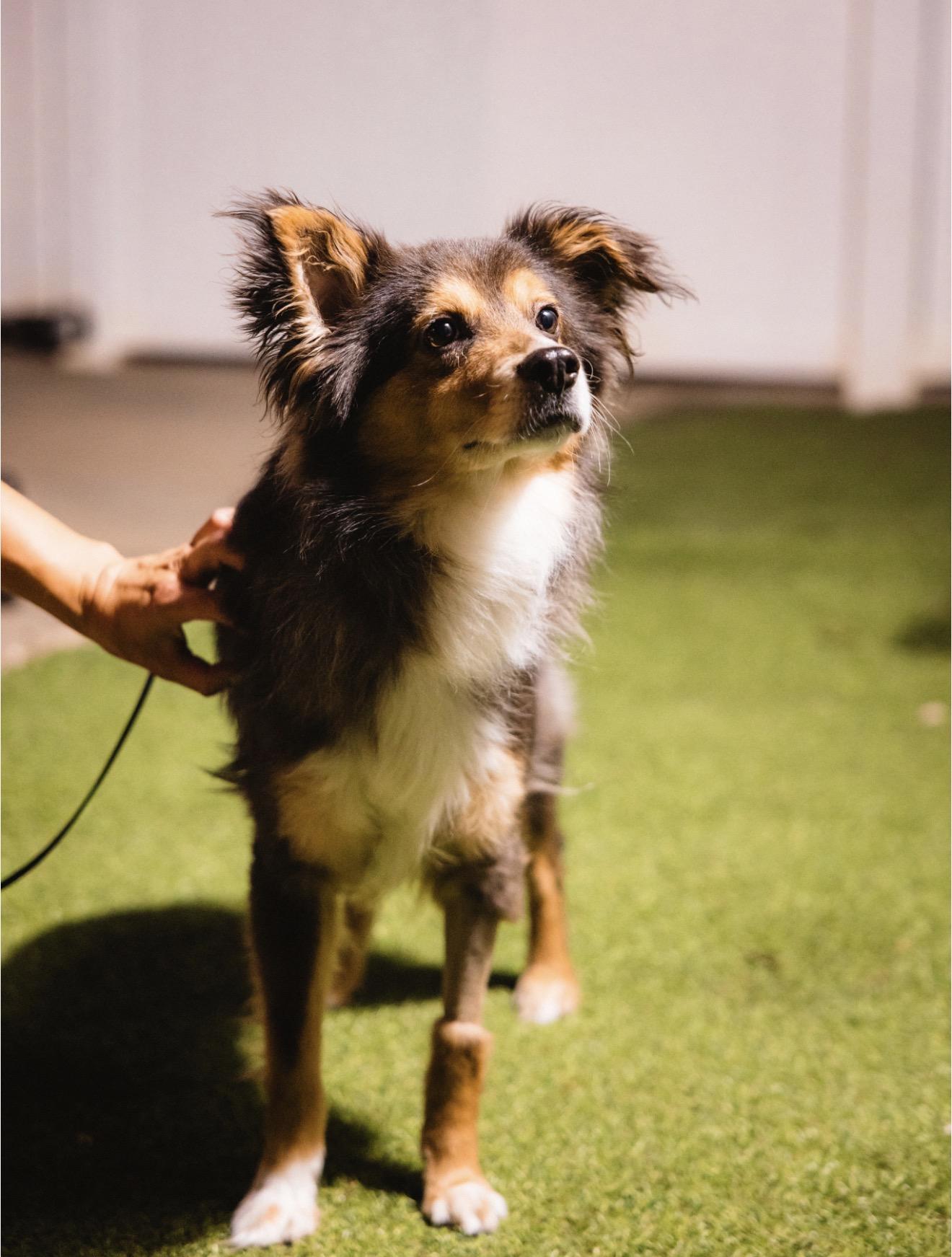 Enlarge Newt, a Adoptable Australian Shepherd in Suffield, CT image 2/4