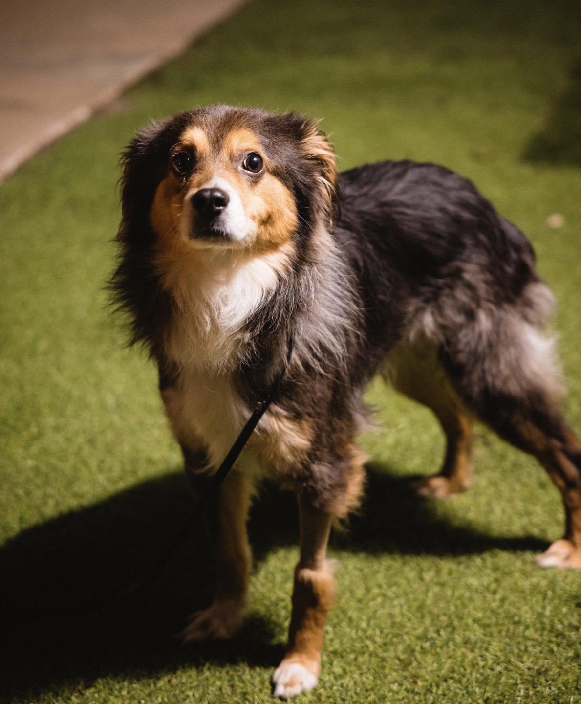 Newt, Adoptable, Adult Male Australian Shepherd.
