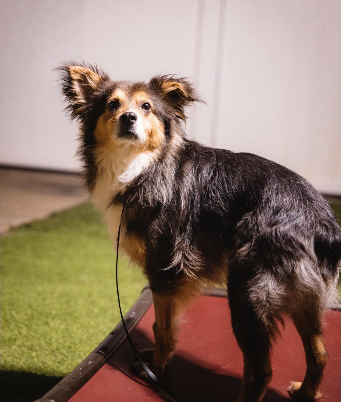Enlarge Newt, a Adoptable Australian Shepherd in Suffield, CT image 3/4