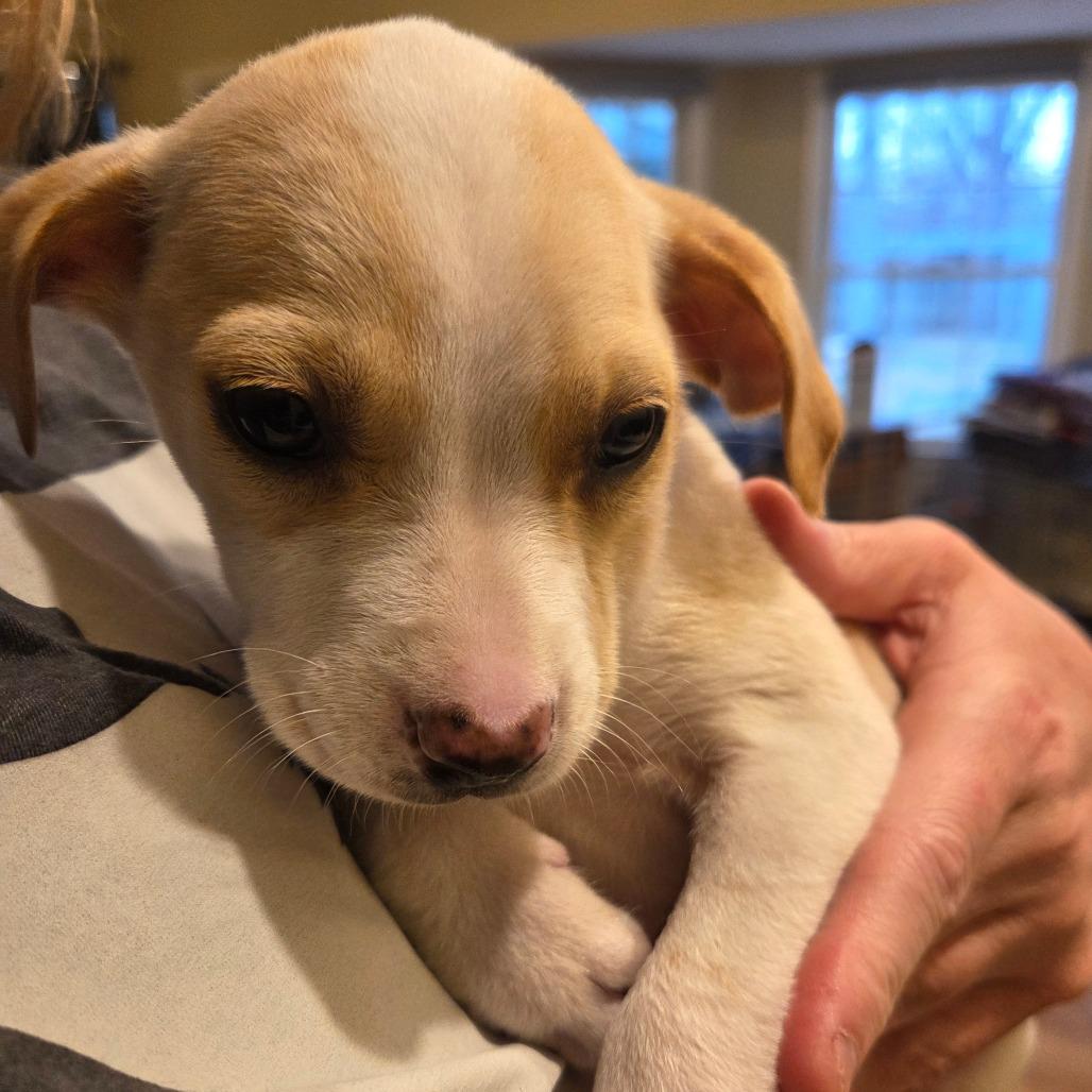 Benny (Benson), Adoptable, Puppy Male Yellow Labrador Retriever.