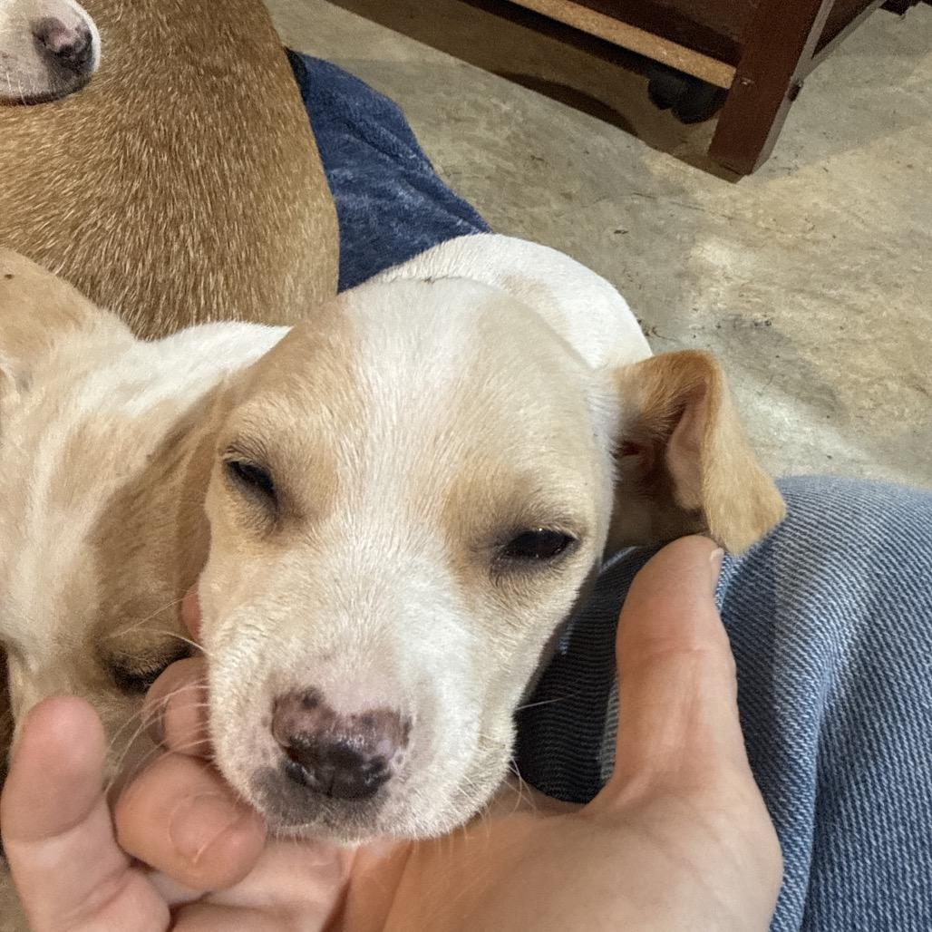 Enlarge Benny (Benson), a Adoptable Yellow Labrador Retriever in Huntsville, AL image 2/4