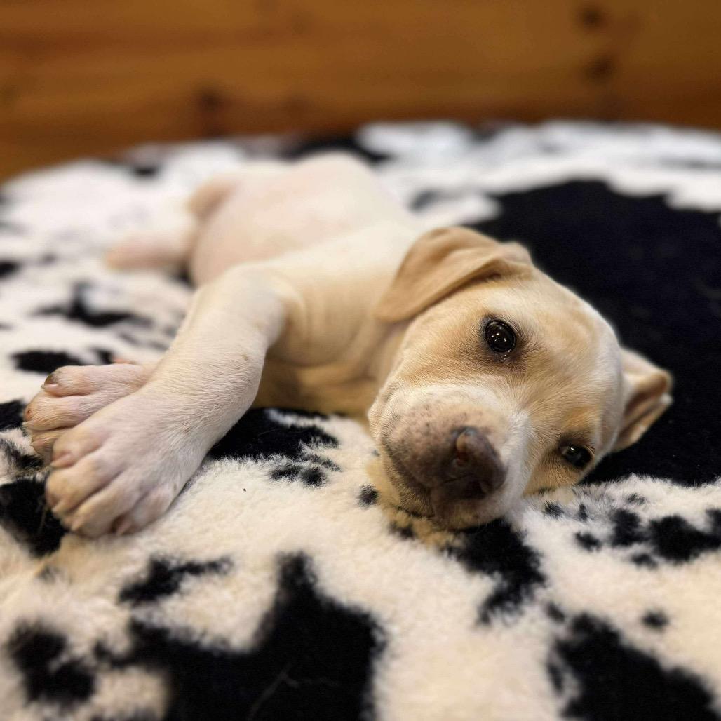 Benny (Benson), Adoptable, Puppy Male Yellow Labrador Retriever.
