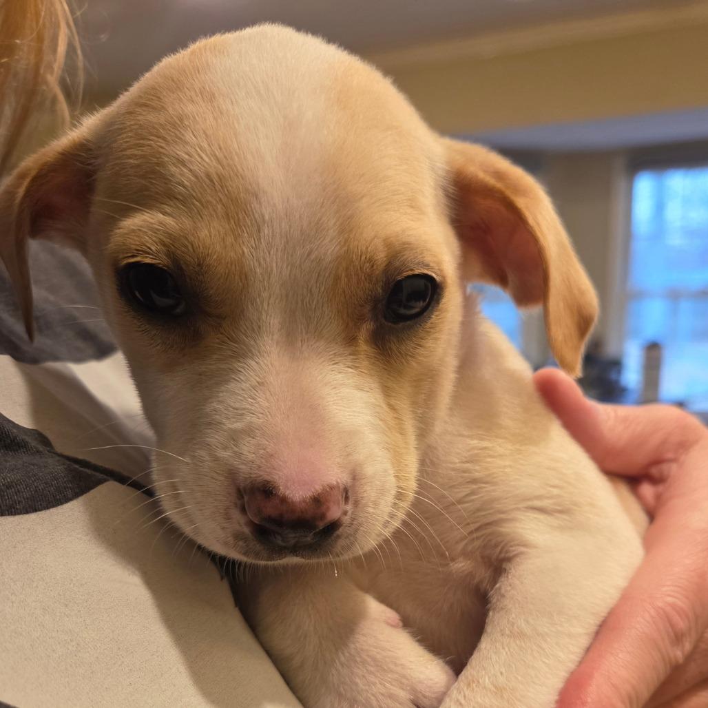 Enlarge Benny (Benson), a Adoptable Yellow Labrador Retriever in Huntsville, AL image 3/4