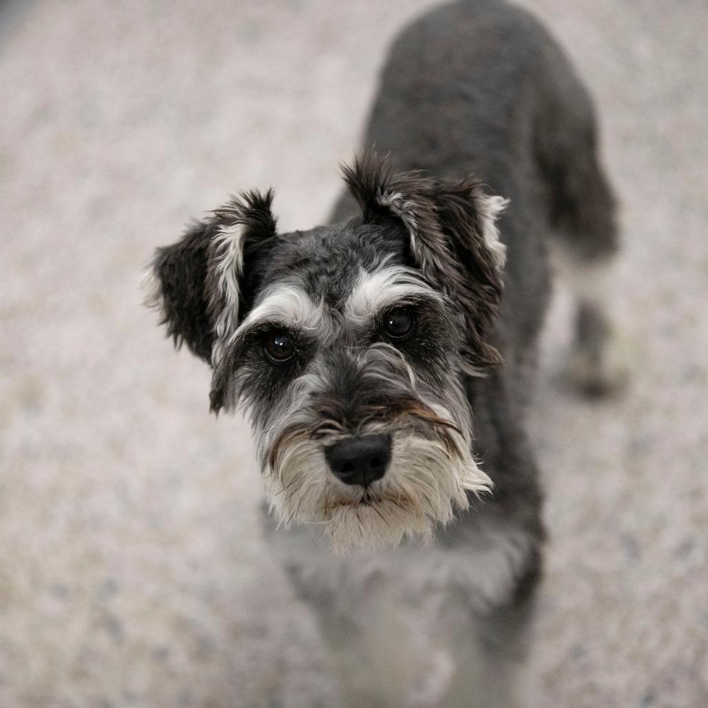 Enlarge Benjie (AP25-212), a Adoptable Schnauzer in Peyton, CO image 1/6