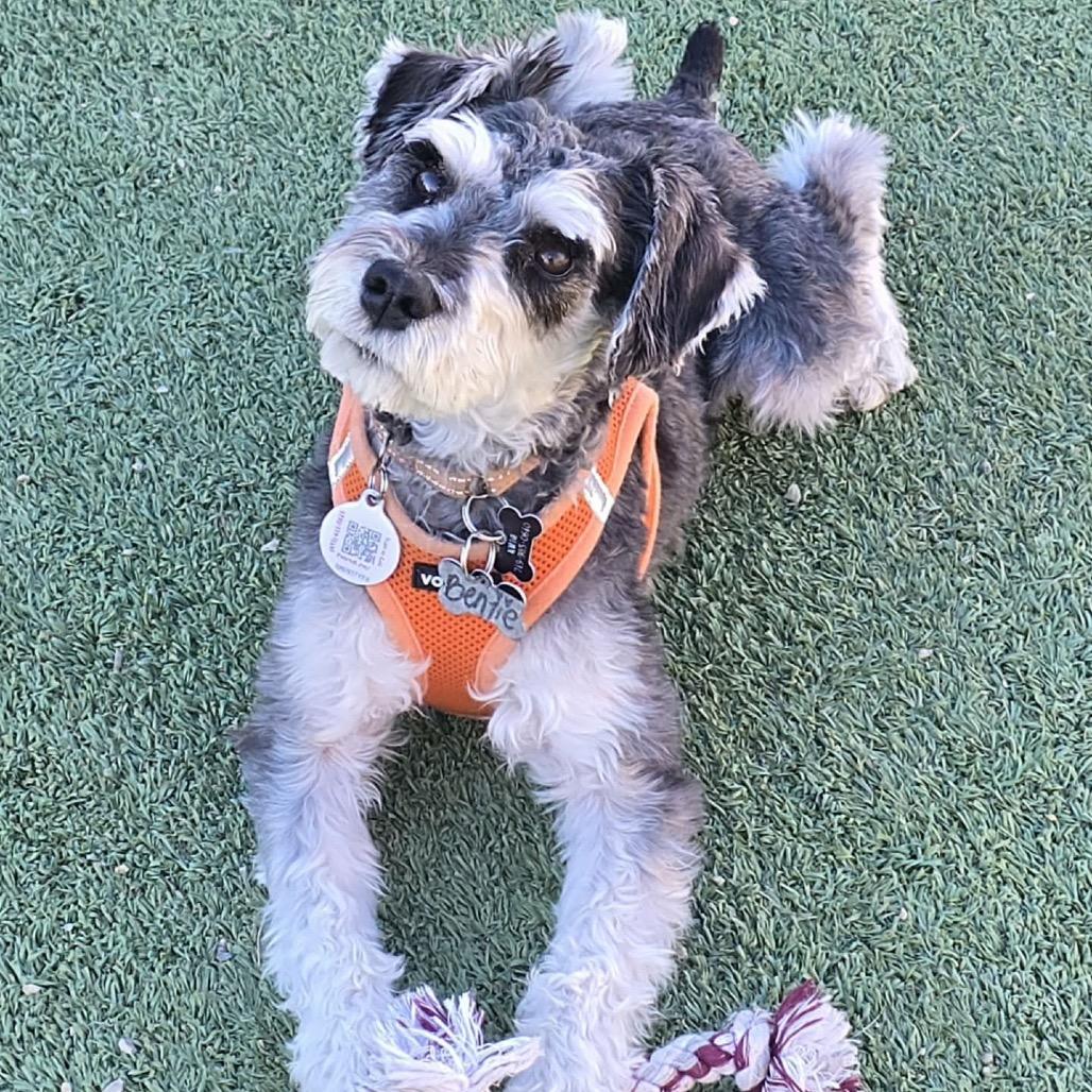 Enlarge Benjie (AP25-212), a Adoptable Schnauzer in Peyton, CO image 3/6