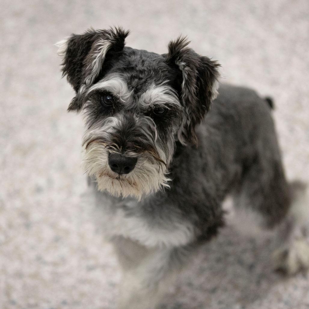 Enlarge Benjie (AP25-212), a Adoptable Schnauzer in Peyton, CO image 6/6