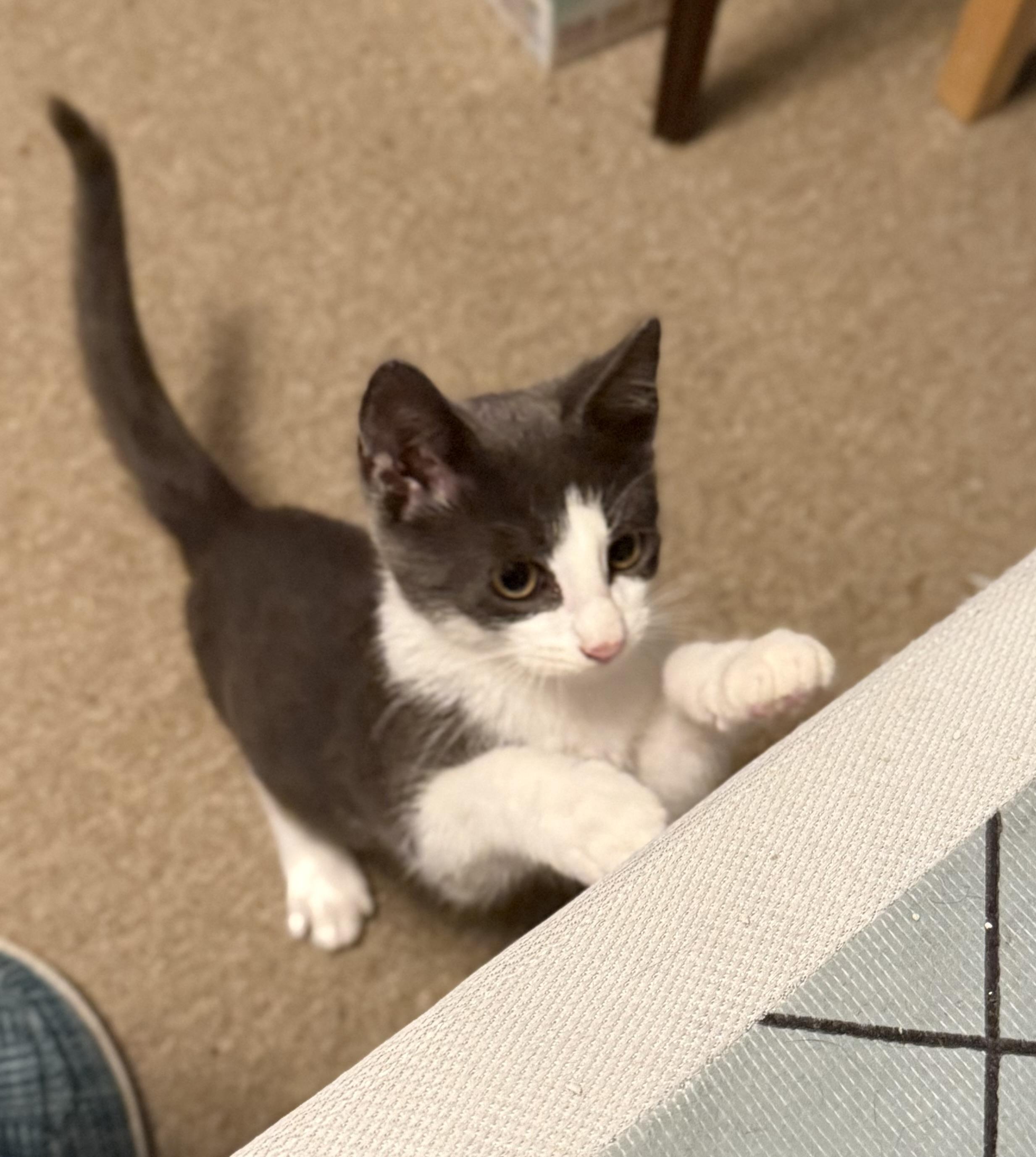 Squeak, a Adoptable mixed breed in Greensboro, NC image 2/4