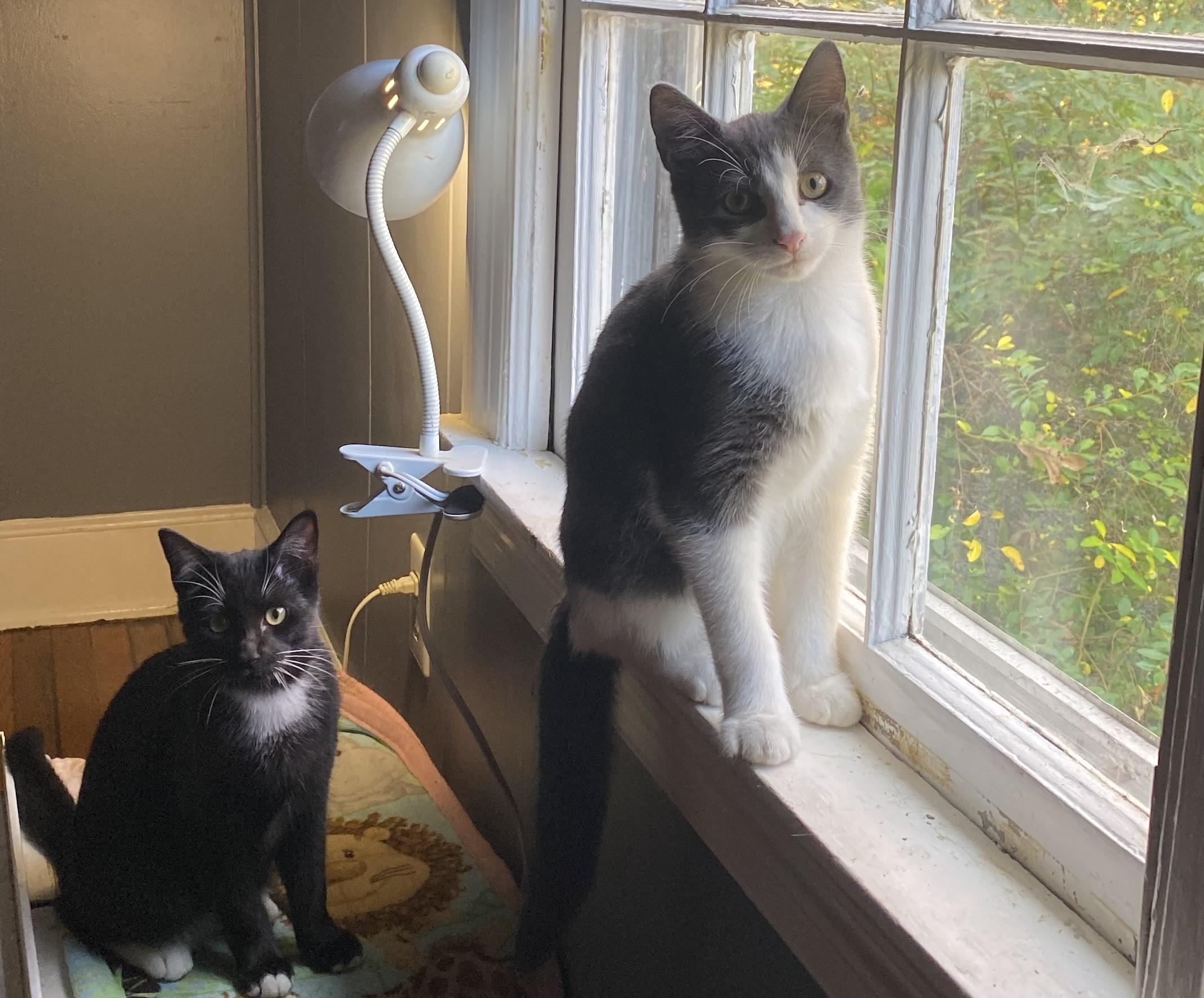 Squeak, a Adoptable mixed breed in Greensboro, NC image 4/4