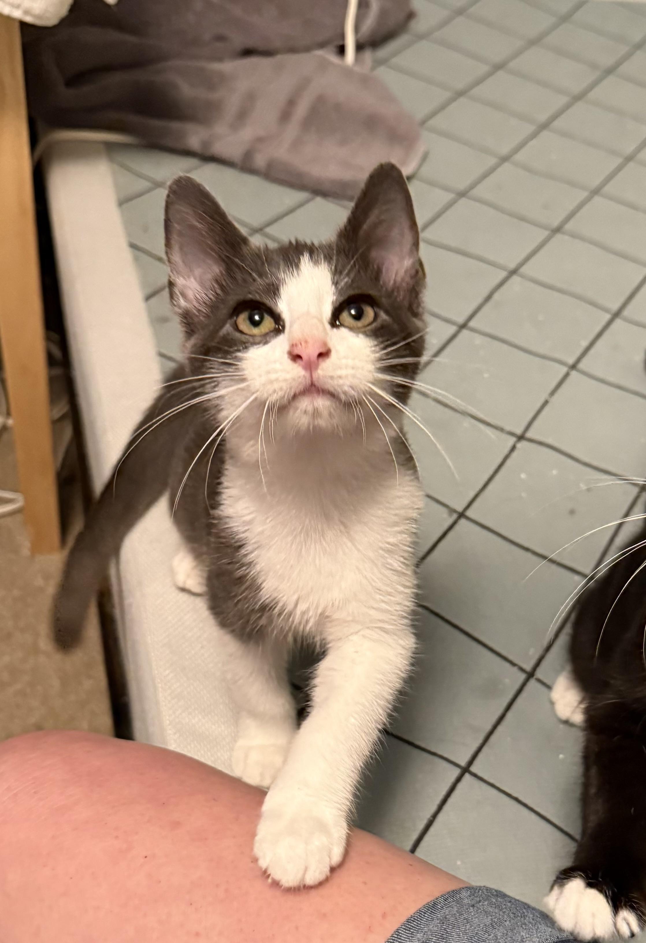 Squeak, Adoptable, Young Male American Shorthair.