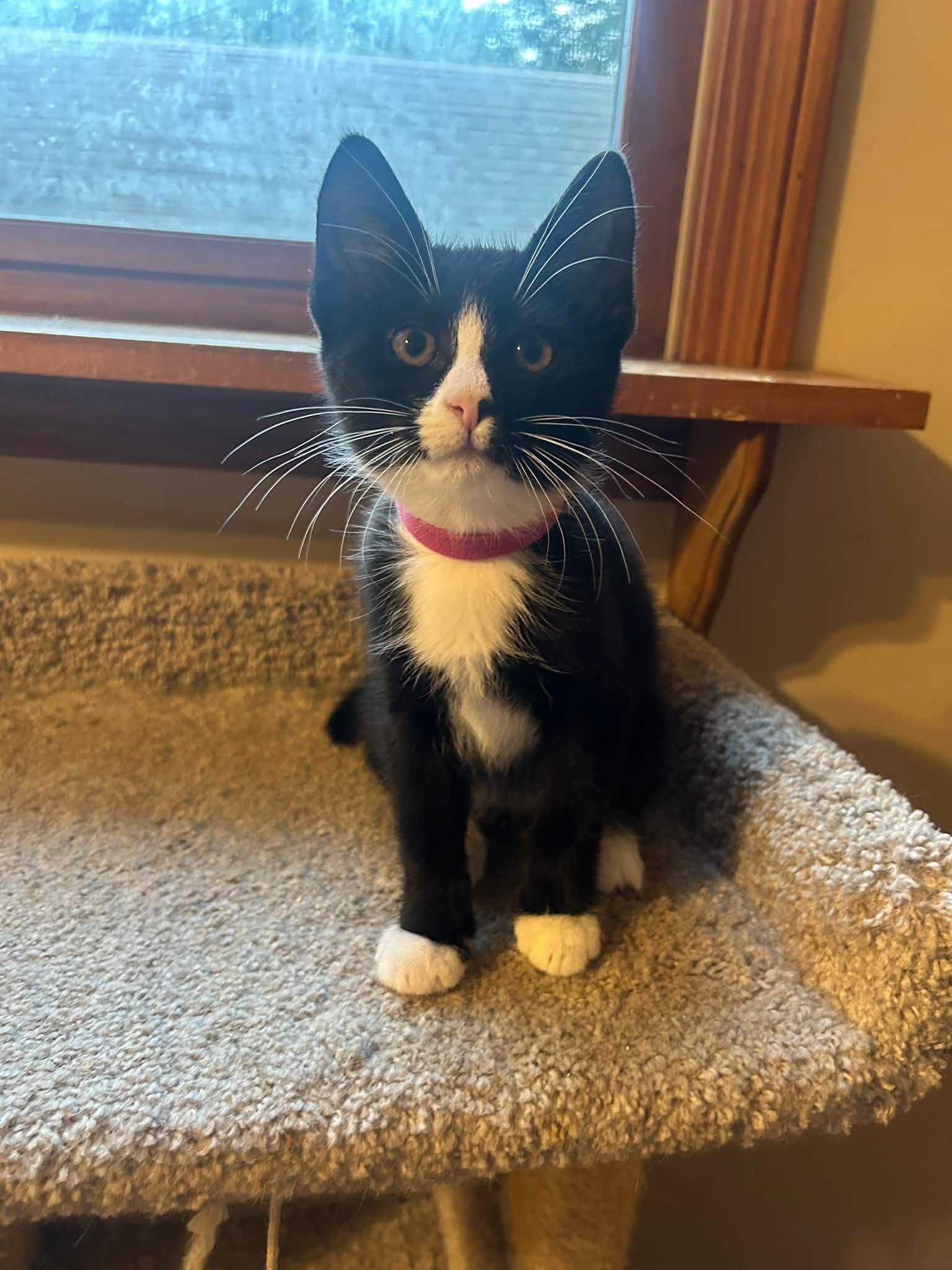 Esme - Kitten, Adoptable, Kitten Female Domestic Short Hair.