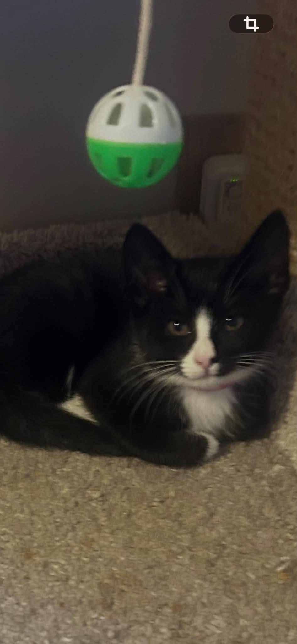 Enlarge Esme - Kitten, a Adoptable Domestic Short Hair in Enfield, CT image 2/5