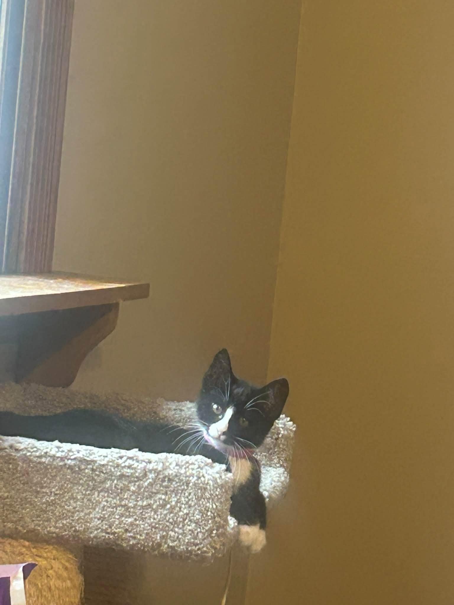 Enlarge Esme - Kitten, a Adoptable Domestic Short Hair in Enfield, CT image 3/5