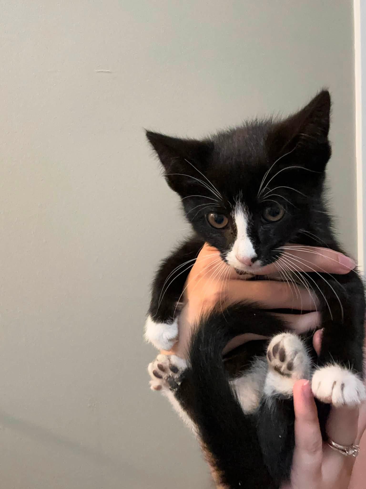 Enlarge Esme - Kitten, a Adoptable Domestic Short Hair in Enfield, CT image 4/5