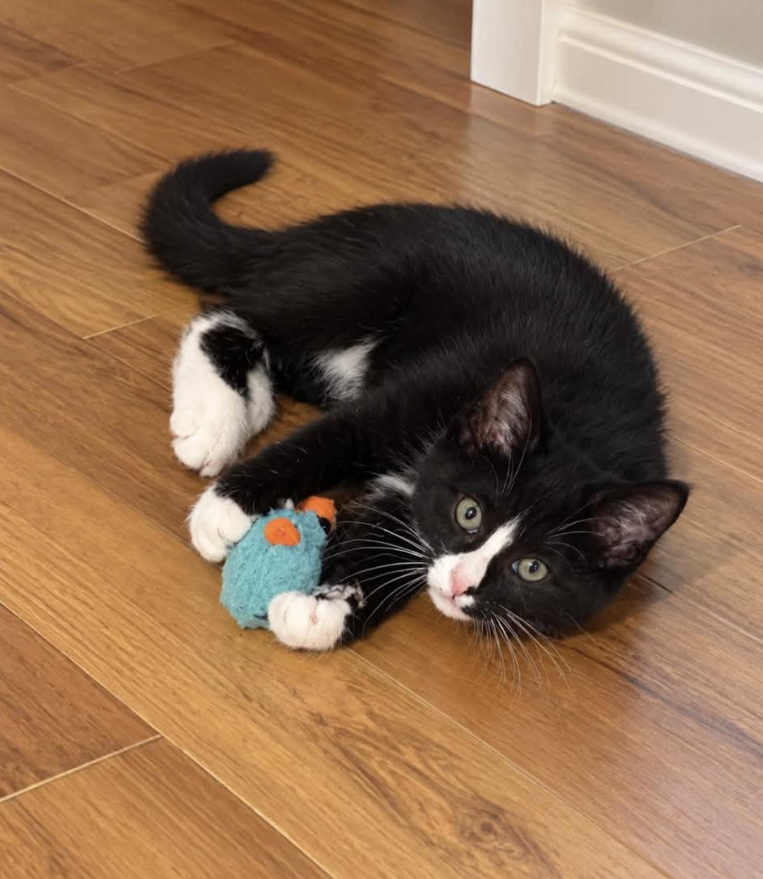Enlarge Esme - Kitten, a Adoptable Domestic Short Hair in Enfield, CT image 5/5